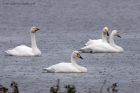 whooper_240912b.jpg