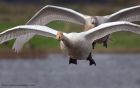 whooper_251011a.jpg