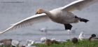 whooper_251011n.jpg