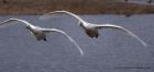 whooper_251011u.jpg