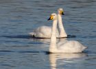 whooper_301108a.jpg