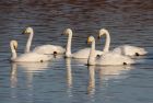 whooper_301108b.jpg