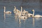 whooper_301108d.jpg