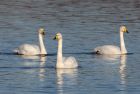 whooper_301108g.jpg