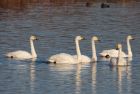 whooper_301108h.jpg