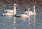 whooper_301108j.jpg