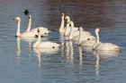 whooper_301108s.jpg