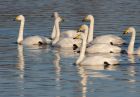 whooper_301108t.jpg