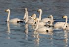 whooper_301108u.jpg