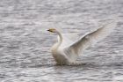 whooper_MiM_160120b.jpg