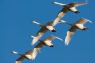 whoopers_020109b.jpg