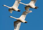 whoopers_020109c.jpg