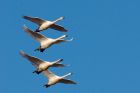 whoopers_020109e.jpg