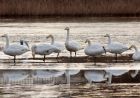 whoopers_020109h.jpg