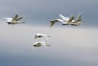 whoopers_021108b.jpg