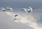 whoopers_021108c.jpg