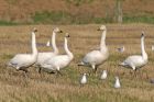 whoopers_1310b.jpg