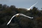 whoopers_141014h.jpg