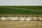 whoopers_161107a.jpg