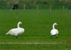 Filename=whoopers_181010a.jpg
Filesize=209KB
Dimensions=1000x714
Date added=Oct 21, 2010 whoopers_181010a.jpg