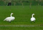 whoopers_181010a.jpg