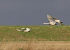 whoopers_1811a.jpg