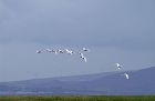 whoopers_1811b.jpg