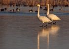 whoopers_191209c.jpg