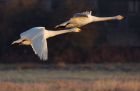 whoopers_191209g.jpg