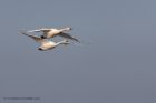 whoopers_290111a.jpg