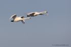 whoopers_290111c.jpg