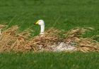 whoopers_300108b.jpg