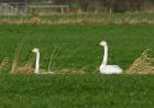 whoopers_300108c.jpg