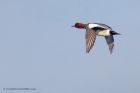 wigeon_010113a.jpg