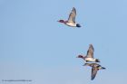 wigeon_010113j.jpg