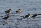 wigeon_0112a.jpg