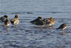 wigeon_0112b.jpg