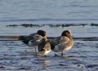 wigeon_0112c.jpg