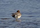 wigeon_0112d.jpg