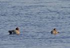 wigeon_0112e.jpg