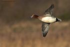 wigeon_020115b.jpg