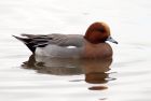 Filename=wigeon_021208a.jpg
Filesize=112KB
Dimensions=800x539
Date added=Dec 02, 2008 wigeon_021208a.jpg