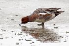 wigeon_021208b.jpg