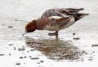 wigeon_021208c.jpg