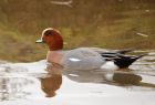 wigeon_021208d.jpg