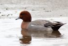 wigeon_021208e.jpg