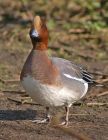 wigeon_0303b.jpg