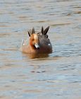 wigeon_040308a.jpg