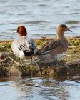 wigeon_040308c.jpg