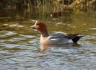 wigeon_040308d.jpg